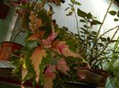 DSCN0935