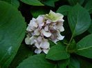DSCN0942
