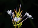 DSCN0946