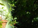 DSCN0971
