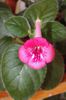 SRG's Ruby Belle