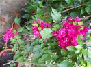 DSCN6705