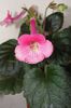SRG's Dream Pink