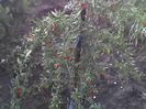 31-08-13_fructe de goji berry