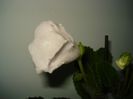 DSC09181