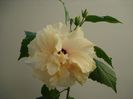 DSC09133