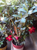 DSC09705