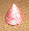 Tectus conus