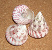 Tectus conus