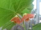 abutilon-5