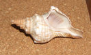 Fasciolaria trapezium