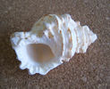 Bursa rana