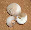 Nautica didyma