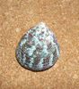 Trochus