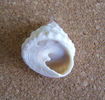 Trochus