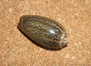 Oliva elegans