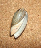 Oliva elegans
