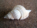 Distorsio reticularis