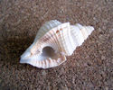 Distorsio reticularis