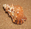Tutufa rubeta