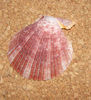 Aequipecten opercularis