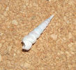 Turitella