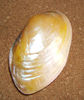 Cristaria plicata
