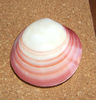 Codakia lucina tigerina