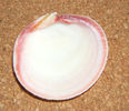 Codakia lucina tigerina