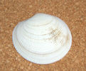 Codakia lucina tigerina