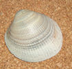 Codakia