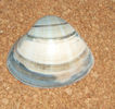 Codakia