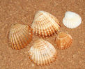 Acanthocardia
