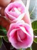rokoko pink a doua inflorire