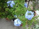 plumbago