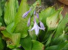 hosta