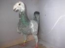 femela