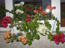 IMG_8601