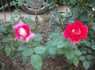 DSCF9781