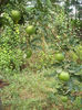 Granny Smith
