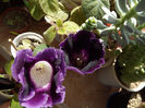 DSCF1531
