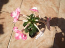 DSCF1557