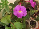 DSCF1871