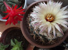 Matucana -Coryphantha