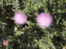 DSCF1701