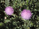 DSCF1702