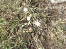 DSCF1775