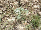 DSCF1779