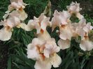 Mltime Irisata