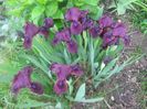 I.pumila Garden Cherry